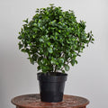 28" Peperomia Artificial Plant UV (Indoor/Outdoor) Home Decor.