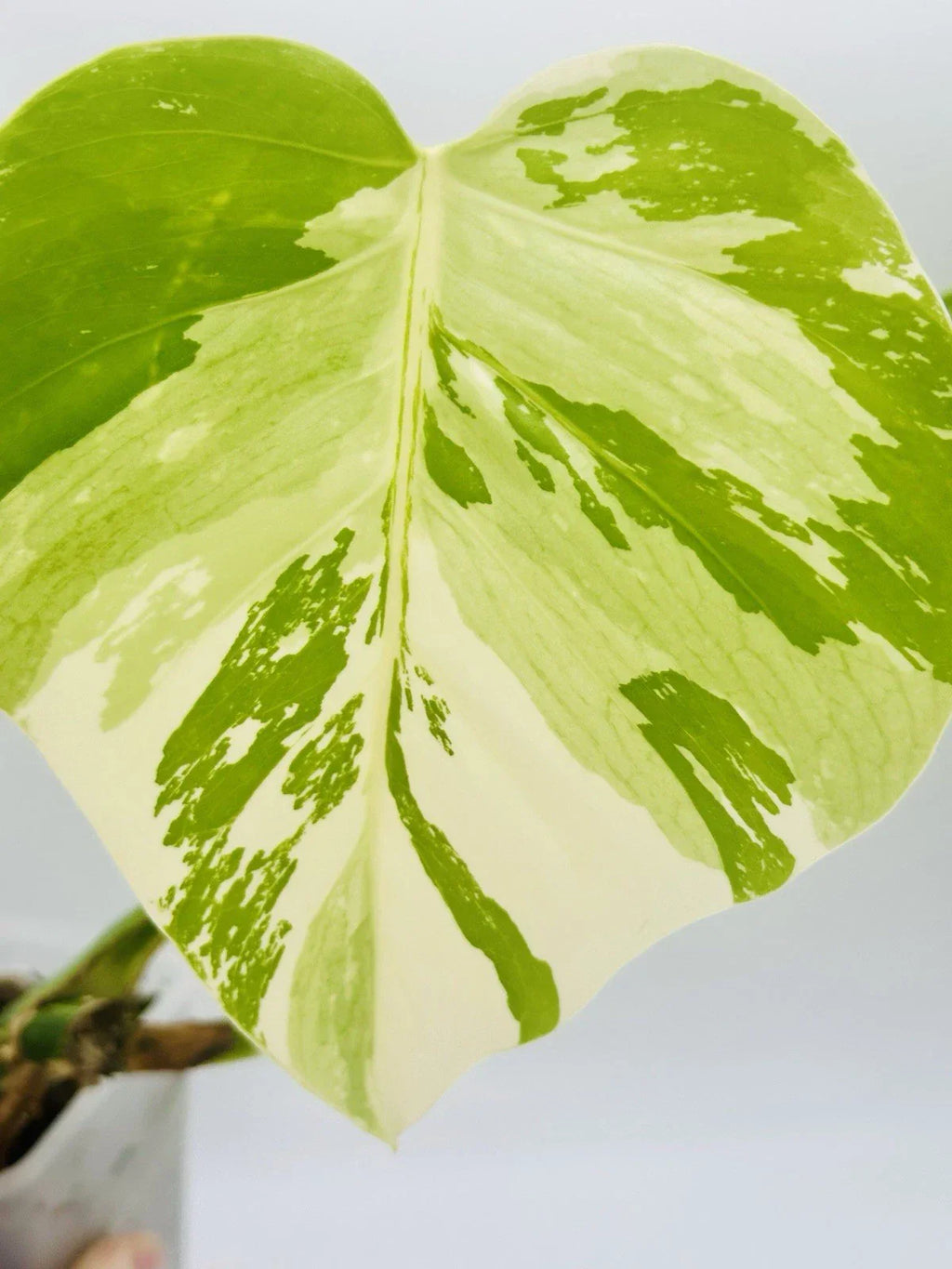 Monstera Mint NoId - Rare - High Variegation - Rooted W/ New GROWTH #3