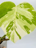 Monstera Mint NoId - Rare - High Variegation - Rooted W/ New GROWTH #3