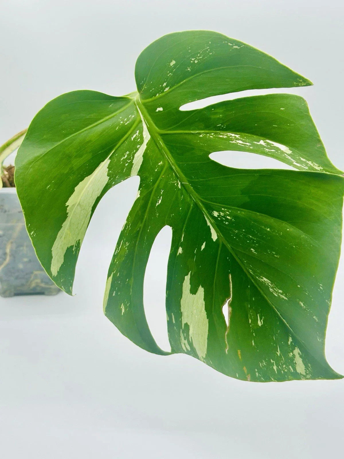Monstera Mint NoId - Rare - High Variegation - Rooted W/ New GROWTH #3
