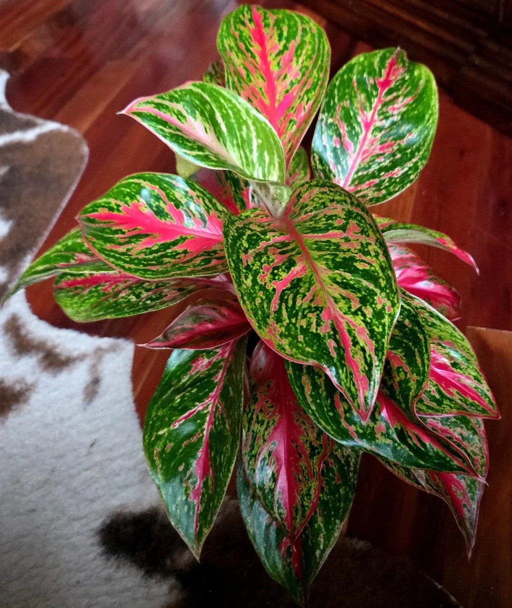 RARE Aglaonema 10 Karat 15" Tal 2 Plantsl Aroid Not Anthurium Philodendron