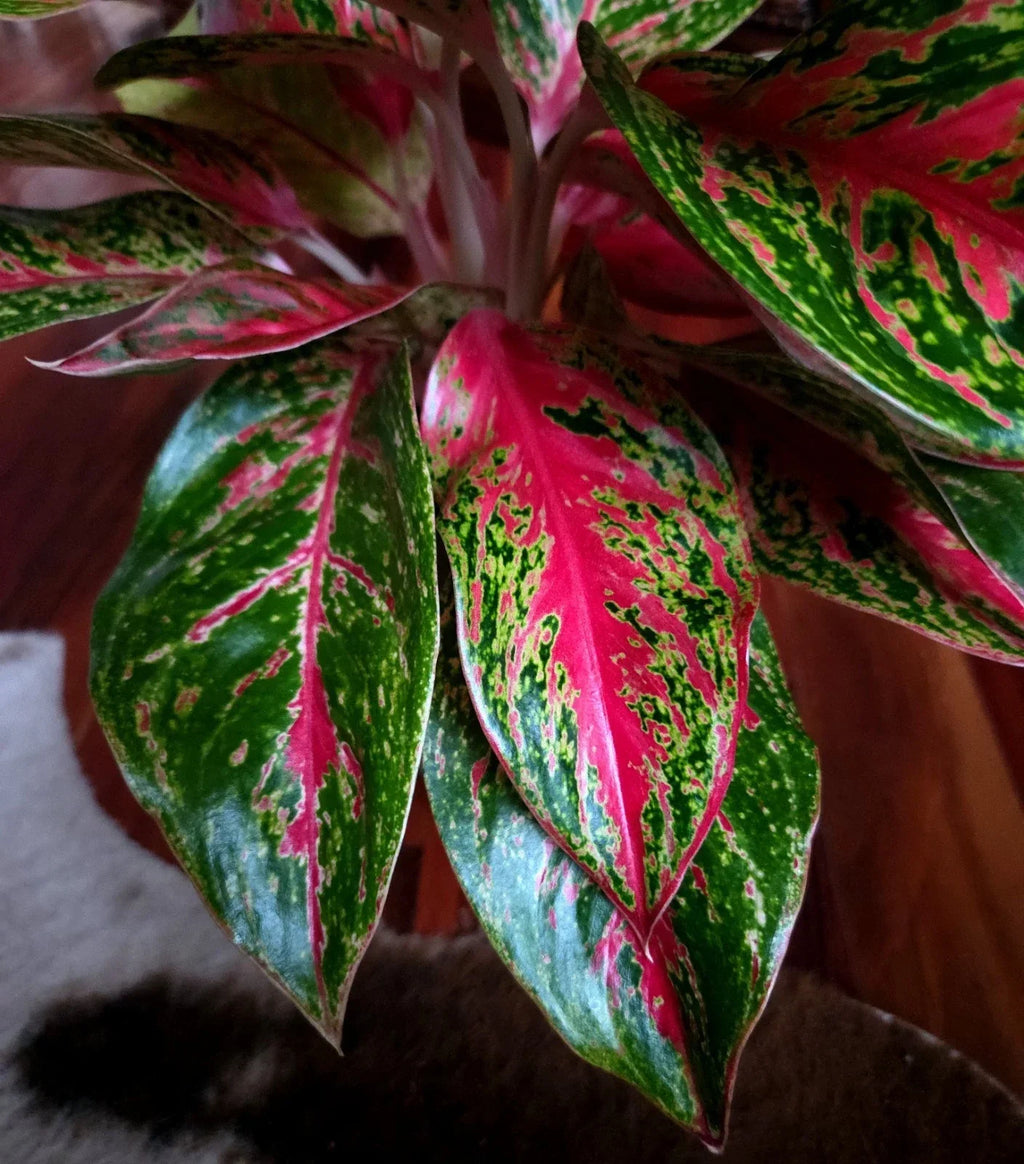 RARE Aglaonema 10 Karat 15" Tal 2 Plantsl Aroid Not Anthurium Philodendron