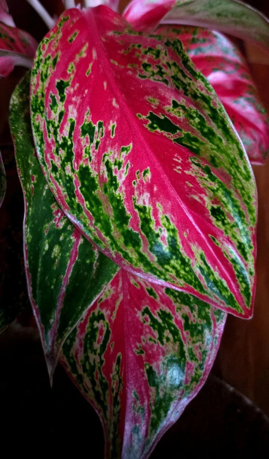 RARE Aglaonema 10 Karat 15" Tal 2 Plantsl Aroid Not Anthurium Philodendron