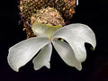 Platycerium White Tiger