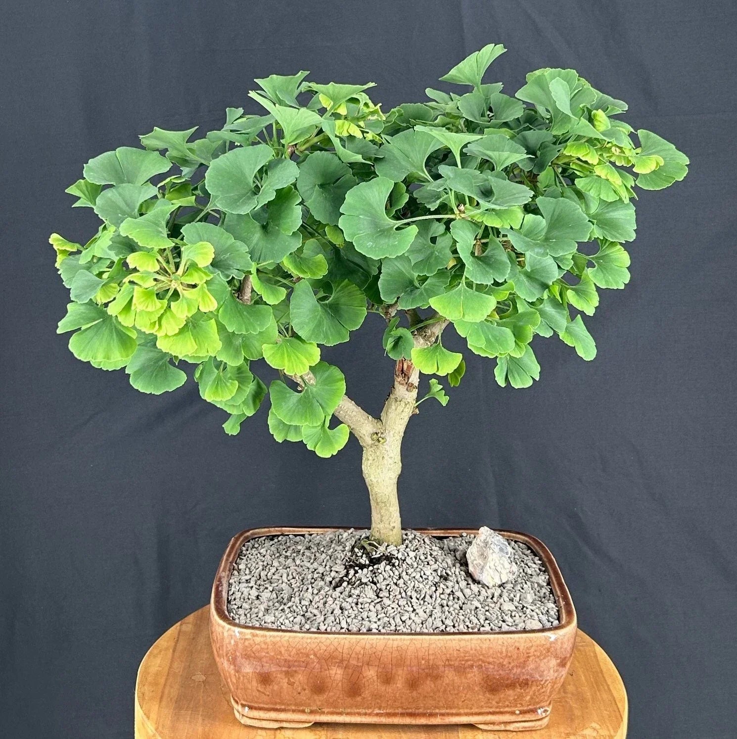 Trained Ginkgo Bonsai Tree 18"H Outdoors Deciduous Ginkgo biloba ‘Mariken’