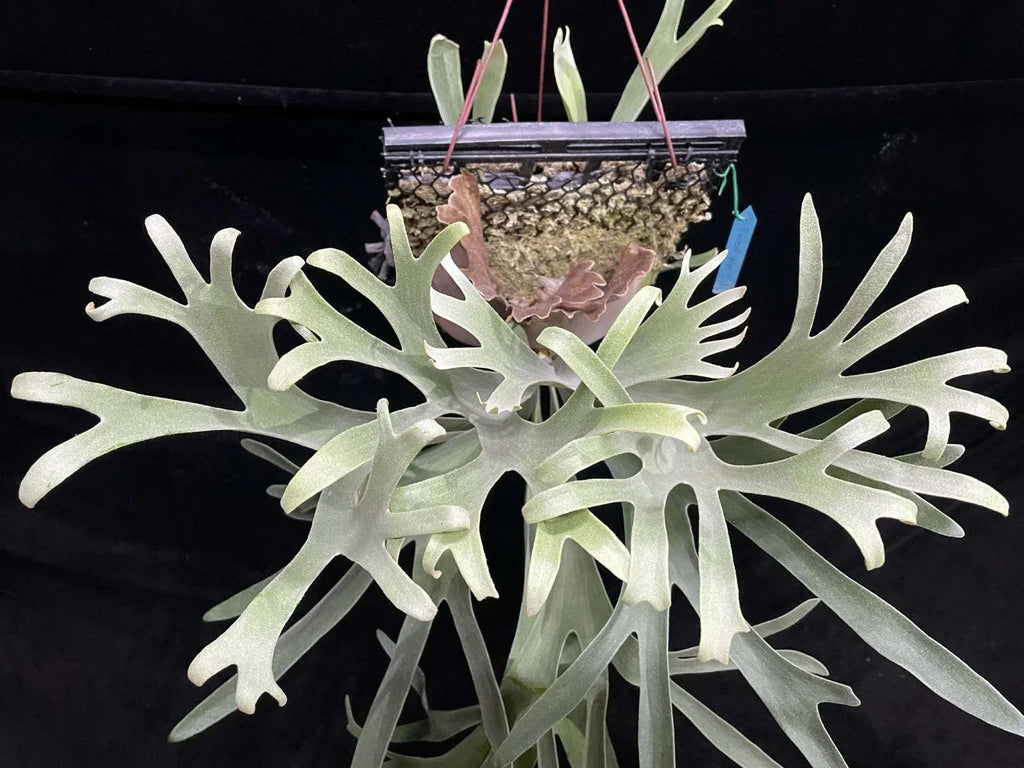 Platycerium Veitchii Variant C