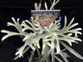 Platycerium Veitchii Variant C
