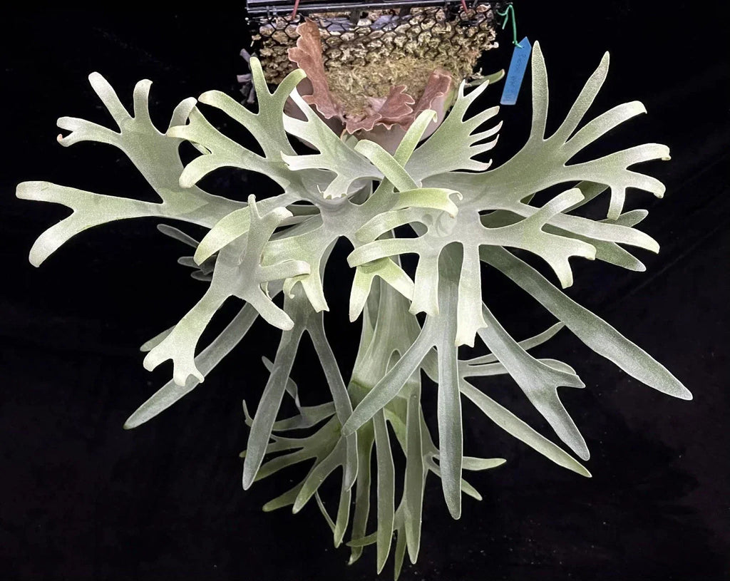 Platycerium Veitchii Variant C