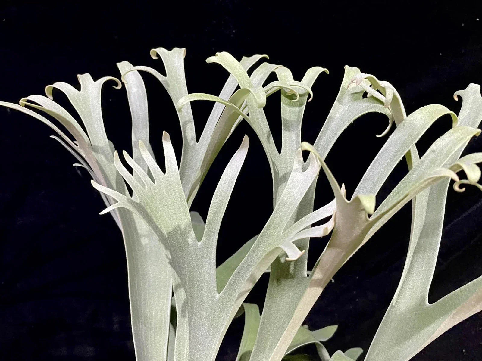 Platycerium Veitchii Variant C