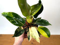 Philodendron Red Congo Variegated - EXACT PLANT - Live Tropical Houseplant -
