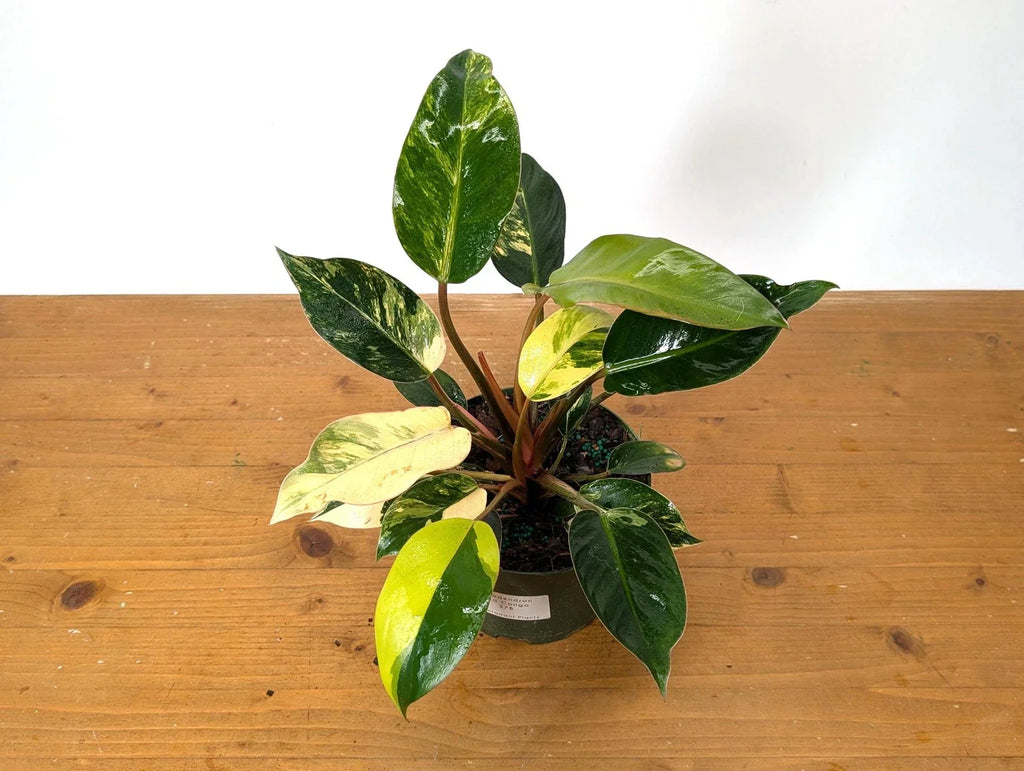 Philodendron Red Congo Variegated - EXACT PLANT - Live Tropical Houseplant -