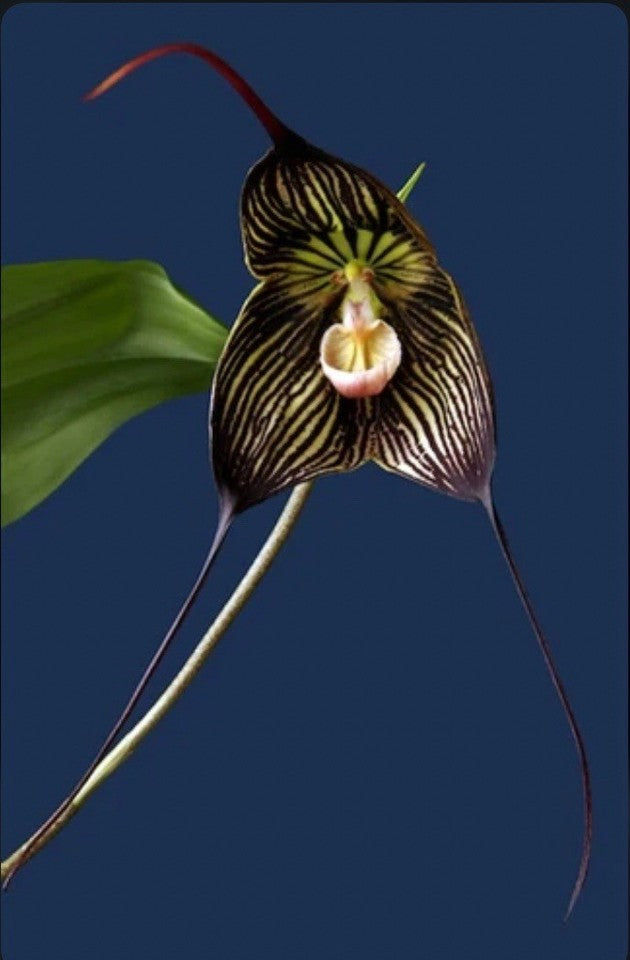 Dracula vampira ‘Zorba’ AM/AOS Black Ivory BLOOM SIZE Orchid Species 4” Pot