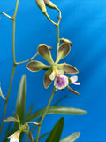 Encyclia steinbachii Orchid Eros Plant Orchid Species 5.5” Pot + Hanger Blooming