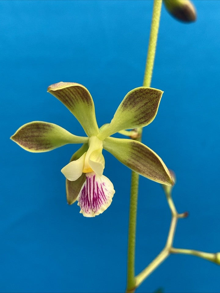 Encyclia steinbachii Orchid Eros Plant Orchid Species 5.5” Pot + Hanger Blooming