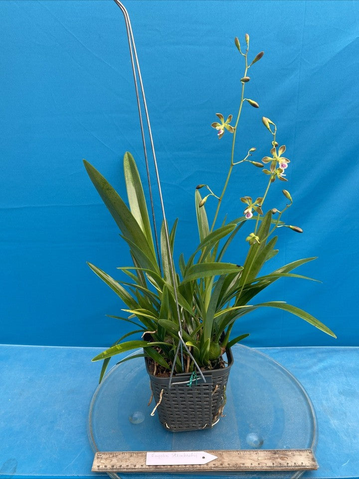Encyclia steinbachii Orchid Eros Plant Orchid Species 5.5” Pot + Hanger Blooming